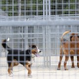 Société de protection des animaux (SPA)